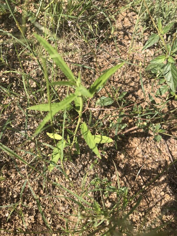 Desert plant photographed in the field