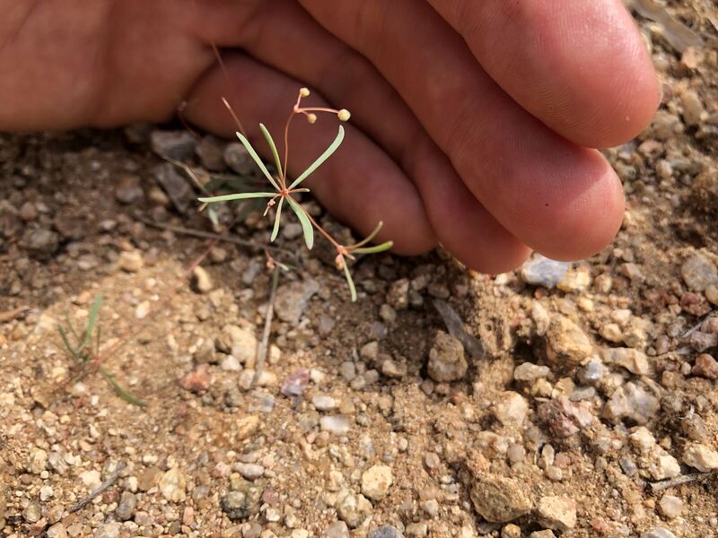 Desert plant photographed in the field