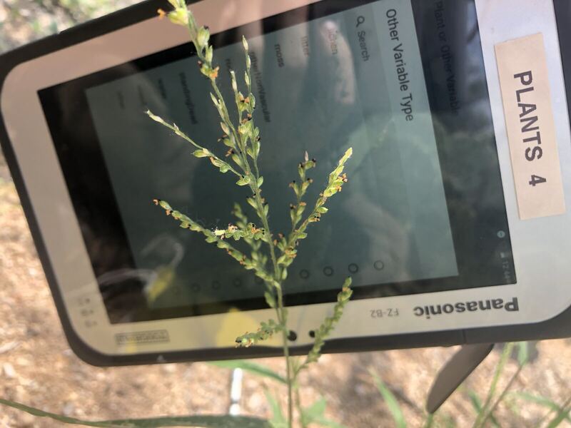 Desert plant photographed in the field