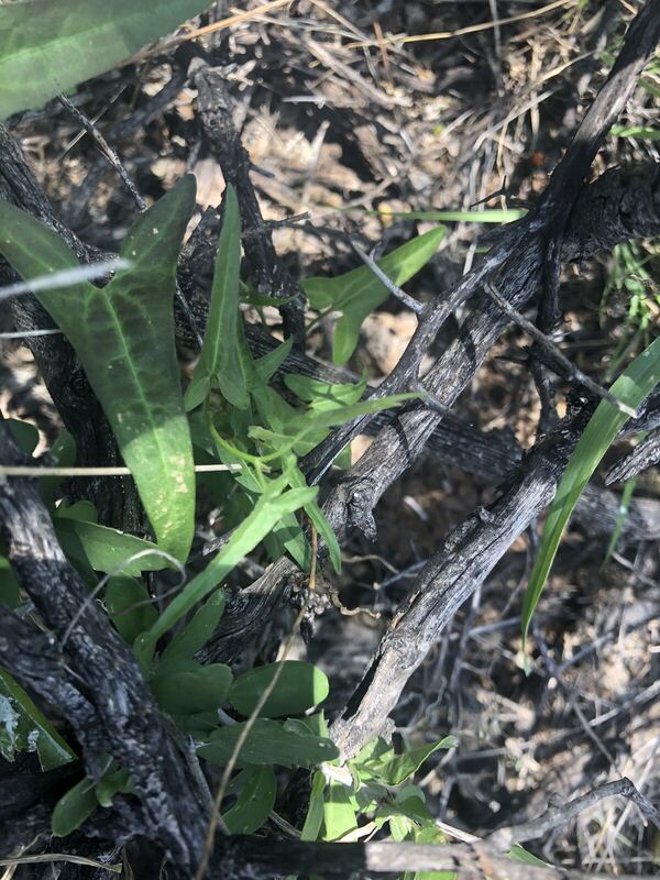 Desert plant photographed in the field