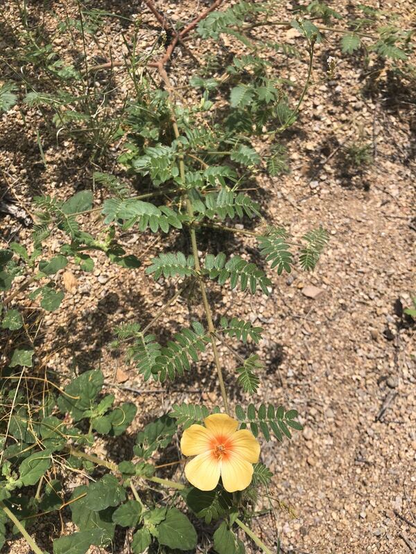 Desert plant photographed in the field