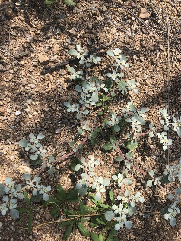 Desert plant photographed in the field