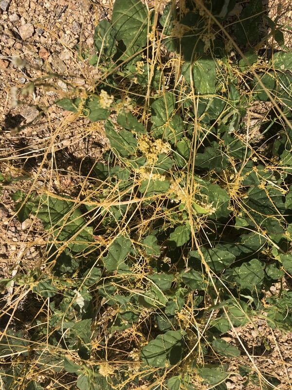 Desert plant photographed in the field