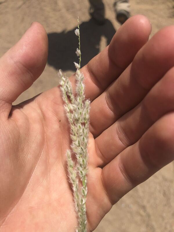 Desert plant photographed in the field