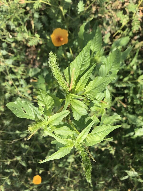 Desert plant photographed in the field