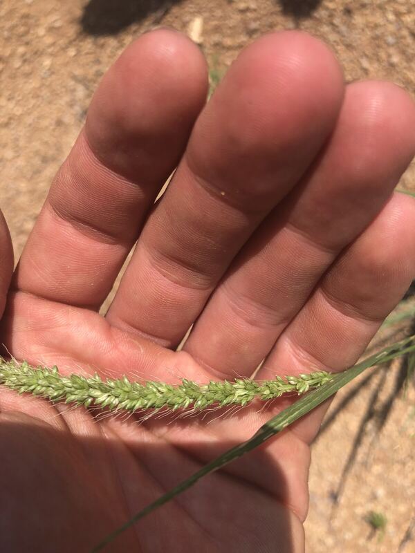 Desert plant photographed in the field
