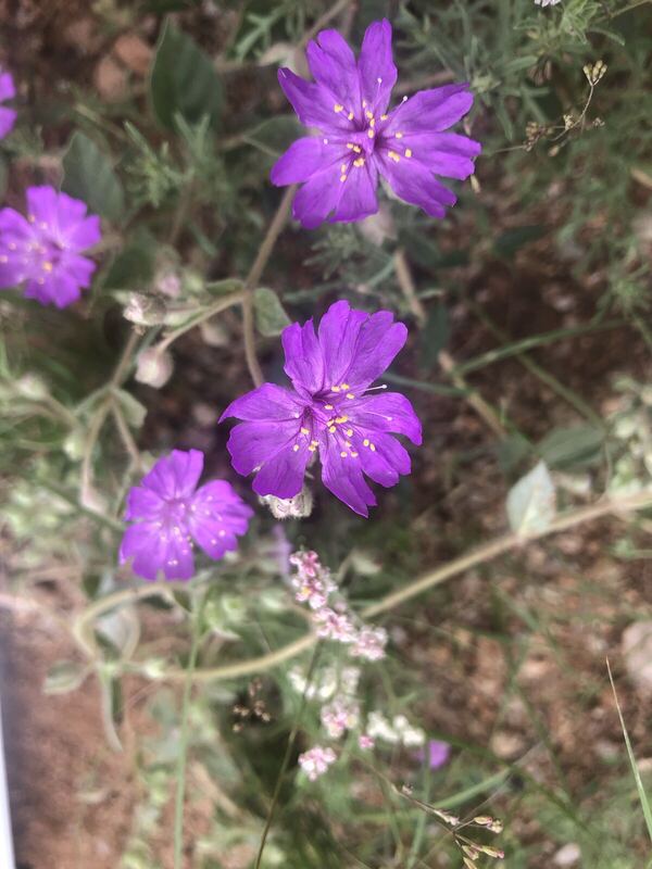 Desert plant photographed in the field