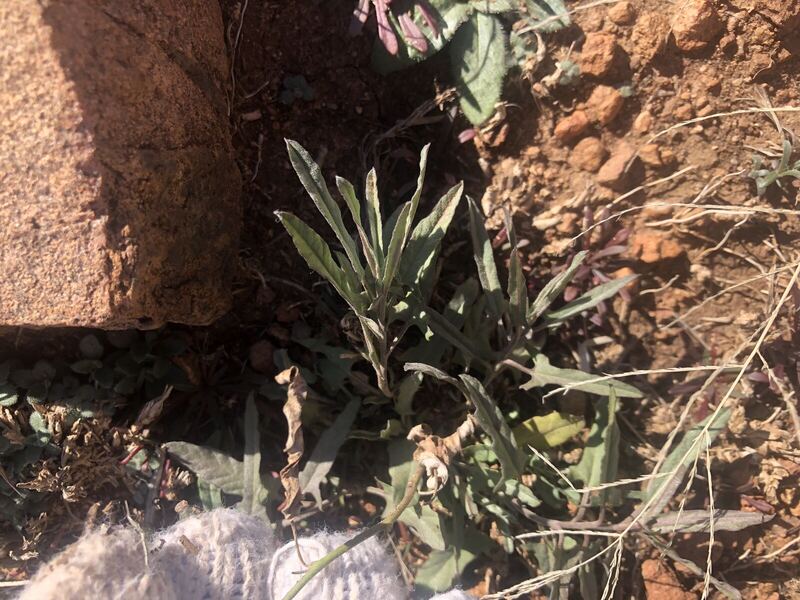 Desert plant photographed in the field