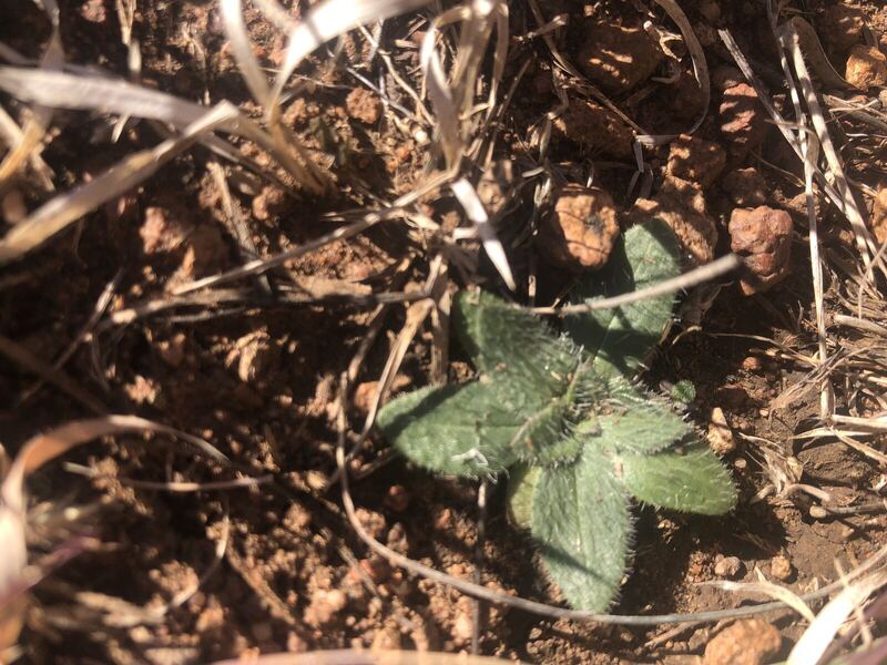 Desert plant photographed in the field