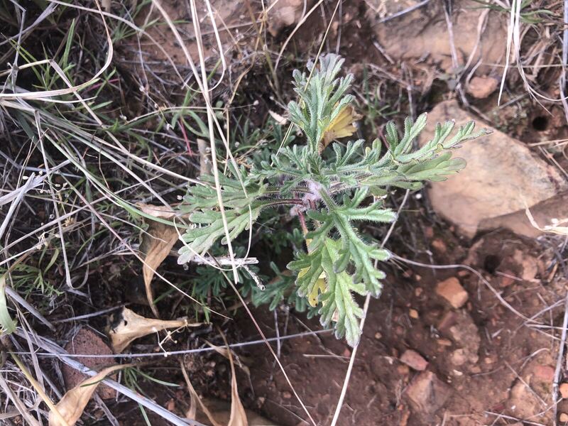 Desert plant photographed in the field