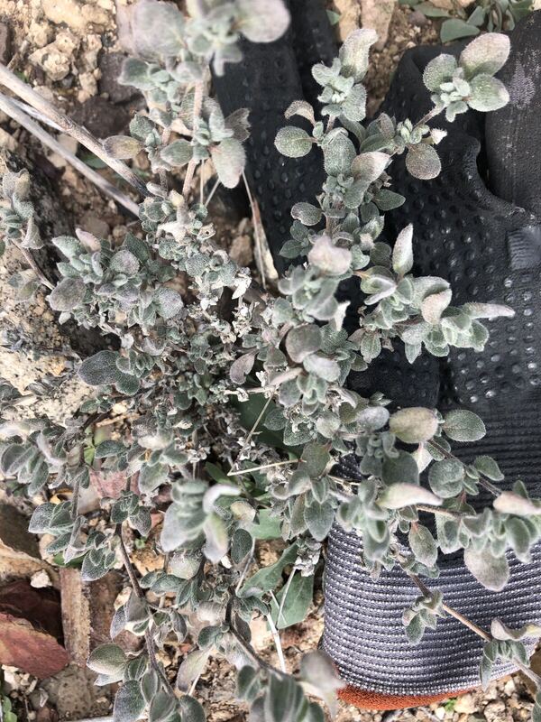 Desert plant photographed in the field