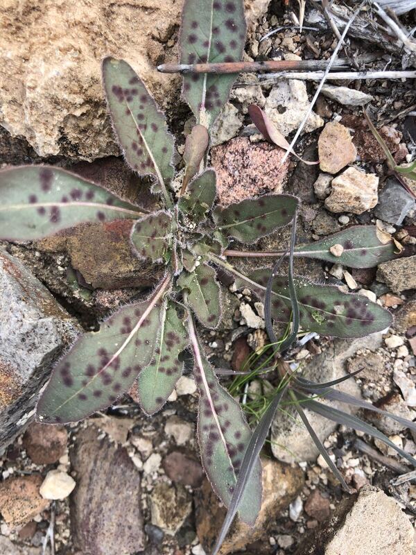 Desert plant photographed in the field