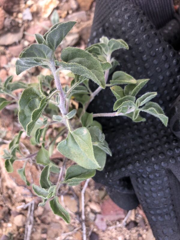 Desert plant photographed in the field
