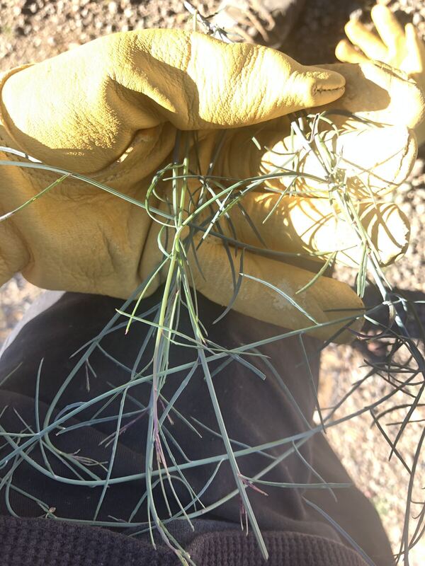 Desert plant photographed in the field