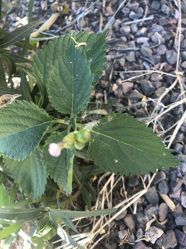 Desert plant photographed in the field