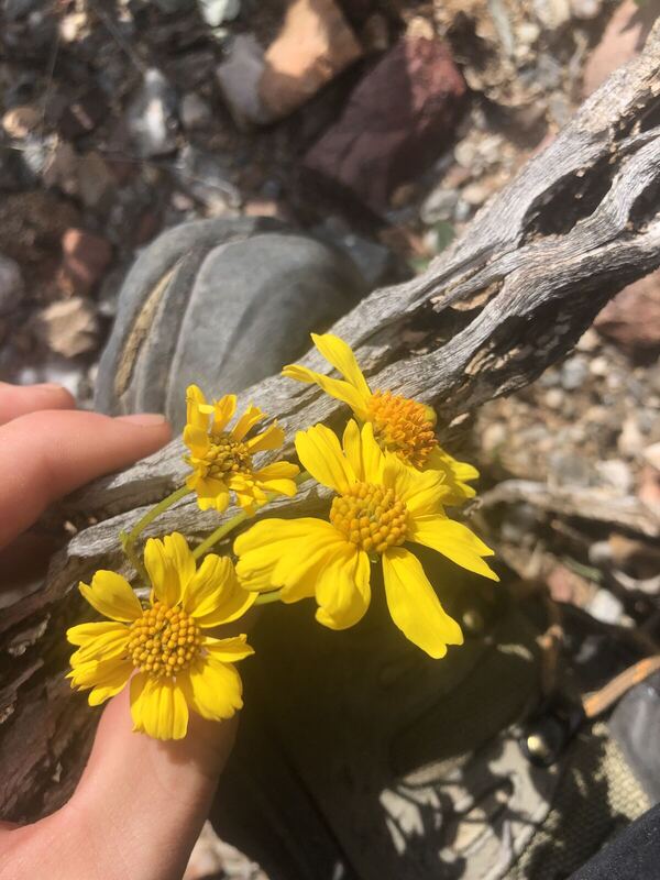 Desert plant photographed in the field