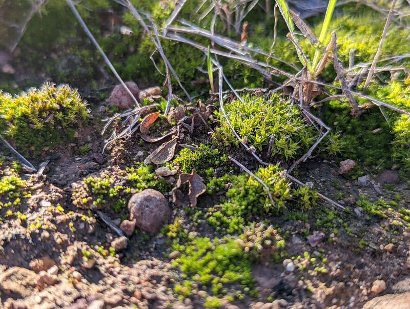 Desert plant photographed in the field
