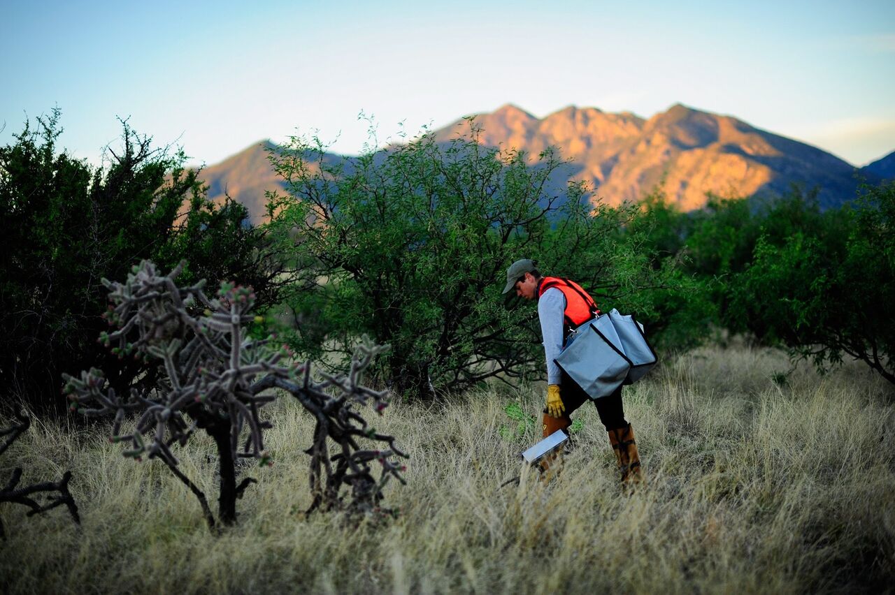 Setting traps for a small-mammal bout